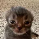 ctb_hnnnnghhhhgghscsh