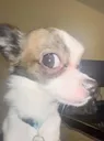 spikeyydog spikeyydog