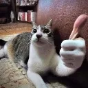 ok_cat ok_cat