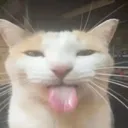 daso daso