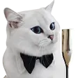 cat_tie cat_tie