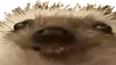 xddd