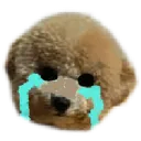 pamcry pamcry