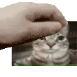 petting