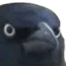 crowofjudgement