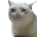 cryinincat