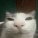 catstarereally