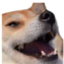 Doge_Kek