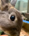 rabbit