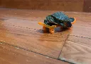 turtleOnSkate