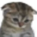 Sad Kitty sad_kitty Discord Emoji