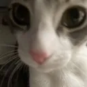 rues_cat3