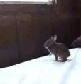 BunnyJump