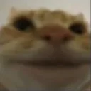 funny_cat