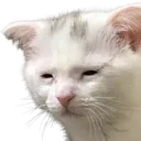 sadcat
