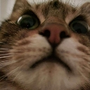 cat Discord emoji