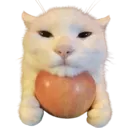 catappl