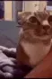 catask