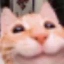 cat_tobu