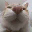 buh