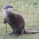 OtterMaster
