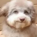 fruitydog