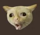 cough_cat