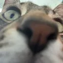 LeoSniff LeoSniff