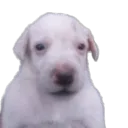 notok notok