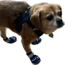 shoelace
