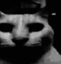 catdespair