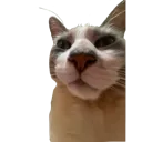 sworgcat
