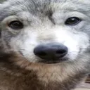 pawtism