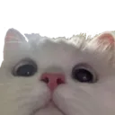 LookCat Discord Emoji