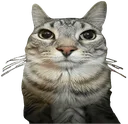 what_the_flip