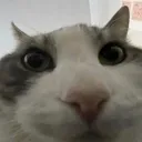 catlook
