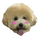 pamcute