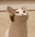 2catincat