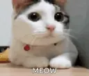 2wigglemeow