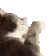 catWhat
