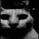 catDespair catDespair