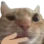 catthink