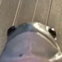 FrogStare