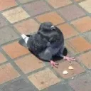 pigeonsit