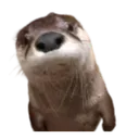 m_lontrafofa m_lontrafofa