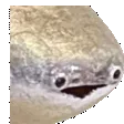 pogshake pogshake