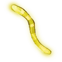 Glow_Worm