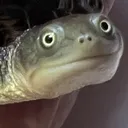 Froggy froggy Discord Emoji