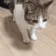 BF_catdead