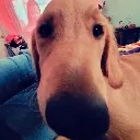 whompwhomp